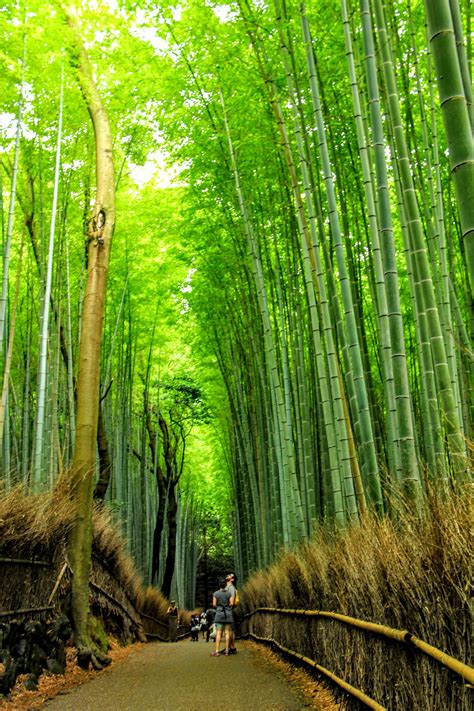 Find your inner zen at Arashiyama’s Sagano Bamboo Forest, Kyoto ...