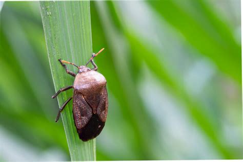 Frequently Asked Questions About Black Bugs - TopBest Pest Services, Inc.