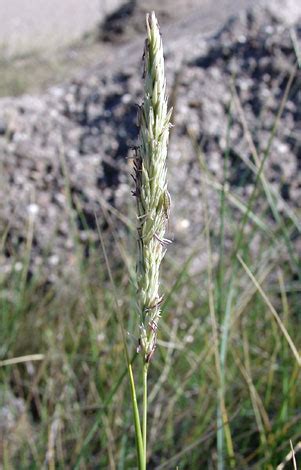 British Wild Flower Ammophila arenaria Marram