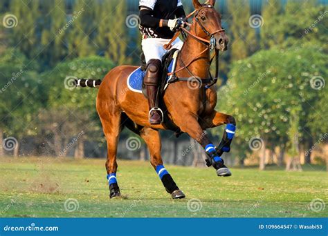 Polo Player Riding A Horse Royalty-Free Stock Photo | CartoonDealer.com ...