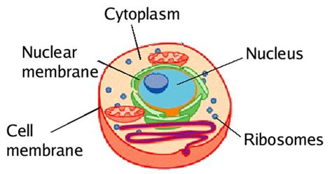 Is Cytoplasm Found In All Cells