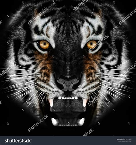 817 Wallpaper Tiger Pece free Download - MyWeb