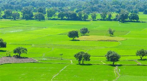 Paddy field in Vietnam stock image. Image of nature, green - 51956111