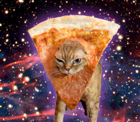 Cat Pizza GIF - Find & Share on GIPHY