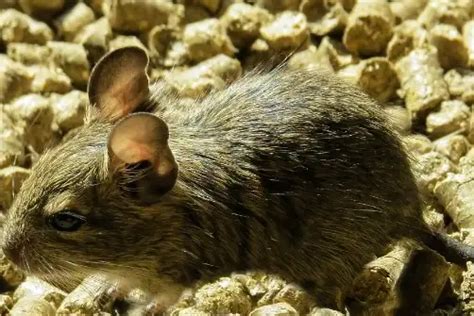 Top 15 Smallest Rodents Worldwide (Can Keep As Pets) 2023