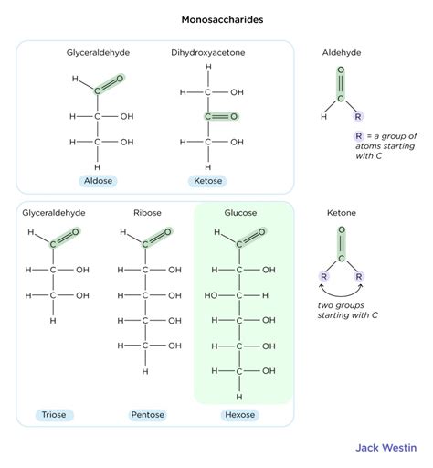 Structure Of Monosaccharides Disaccharides And Polysaccharides