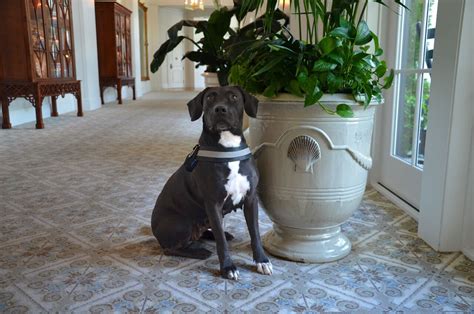 10 Pet Friendly Hotels in the US With Outstanding Facilities and Service