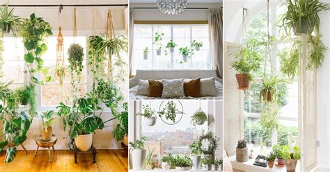 18 Indoor Plants Bedroom Window Garden Ideas | Balcony Garden Web