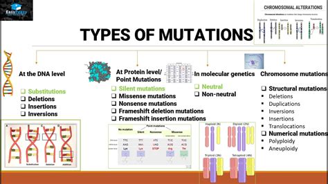 Genetic Mutation Types