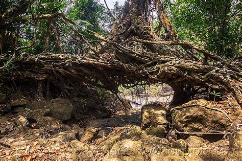 small living root bridge near mawlynnong, india