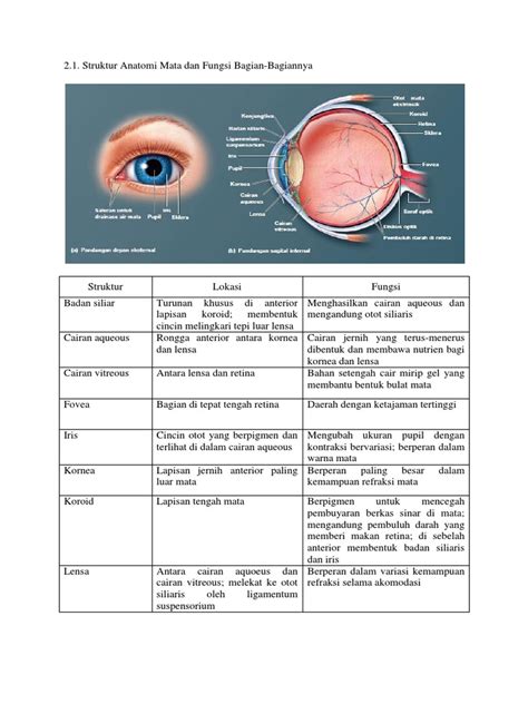 Struktur Anatomi Mata Dan Fungsi | PDF