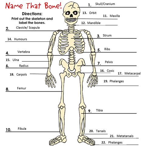 Skeletal System - My Science Portfolio