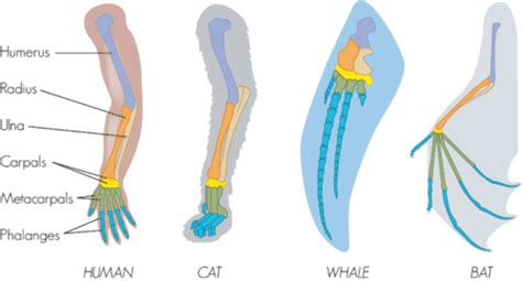 Evolution W3 - Evidence of Evolution - 10/15/17