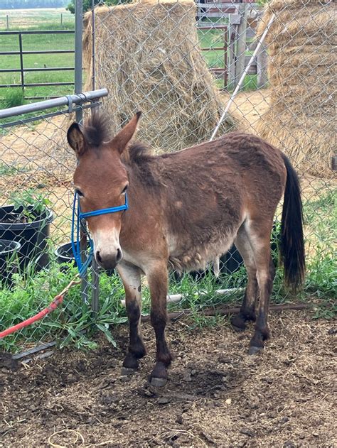 Miniature Mule | Horses & Ponies for Rehoming | Edmonton | Kijiji