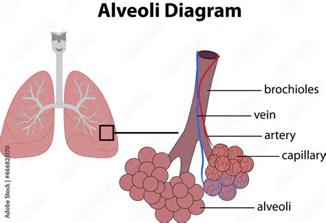 Pulmonary Alveoli Diagram