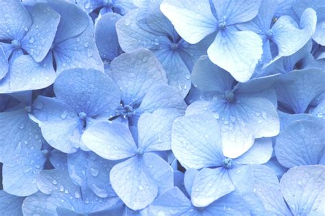 Pastel Blue Flowers Wallpapers - Top Free Pastel Blue Flowers ...