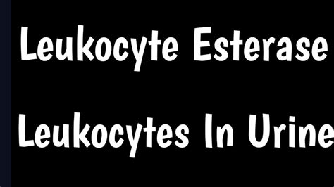 Leukocytes In Urine: What Does Leukocyte Esterase In Urine, 58% OFF