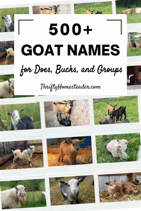 500+ Goat Names for Does, Bucks, and Groups