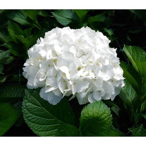 Pure White Fresh Premium Hydrangeas in a Box - Weddings-Birthdays-Gifts ...