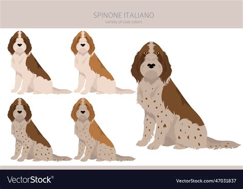 Spinone italiano coat colors different poses Vector Image