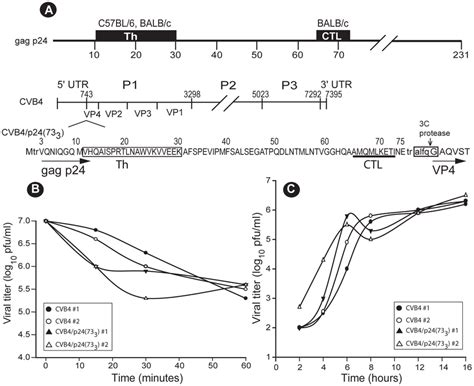 Construction and biological properties of the CVB4/p24(733 ...