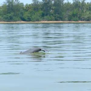 Irrawaddy Dolphin - Facts, Diet, Habitat & Pictures on Animalia.bio