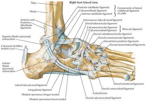 Picture Of Ankle Bones Diagram