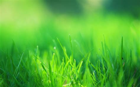 Grass Desktop Wallpapers - Top Free Grass Desktop Backgrounds ...