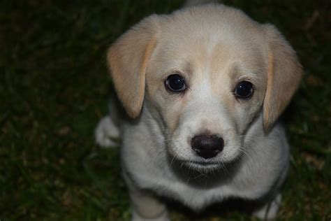 Cute Puppy Eyes Photograph by Steve Edwards - Pixels