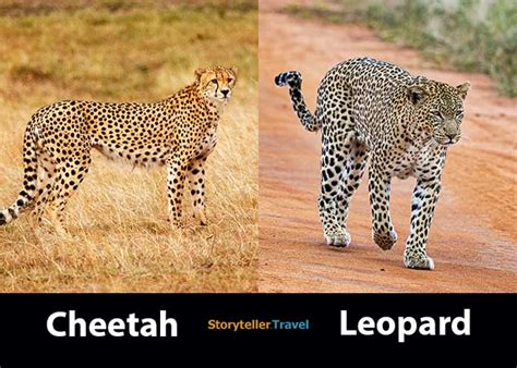 Cheetah vs Leopard: 14 Key Differences (Speed, Size, Spots ...