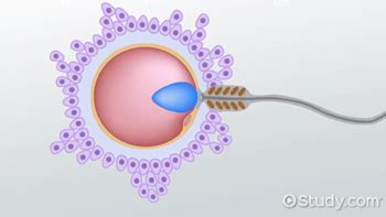 Female Gametes | Overview, Production & Process - Lesson | Study.com