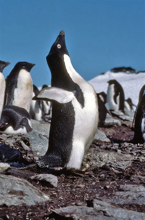 Adelie penguins - Antarctica fact file, wildlife