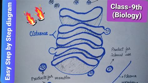 [DIAGRAM] Cell Diagram Golgi - MYDIAGRAM.ONLINE