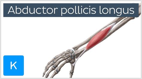 Musculus Abductor Pollicis Longus Anatomie Funktion Kenhub | The Best ...