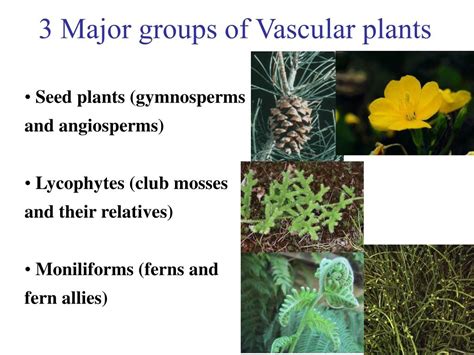 PPT - Vascular Plants PowerPoint Presentation, free download - ID:4122450