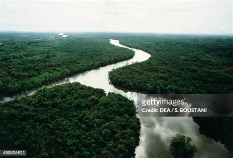 Sarawak Rainforest Photos and Premium High Res Pictures - Getty Images