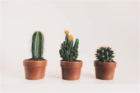 Cactus Plant Care Guide | The Indoor Gardens