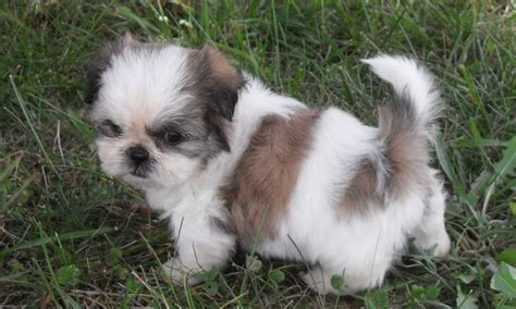 Cute Shih Tzu Puppies Pictures and Photos | Shih Tzu Dogs Breeders ...