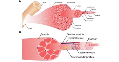 (A) The anatomy of skeletal muscle [59]. Skeletal muscle consists of ...