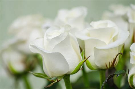 White Rose Meaning in the Language of Flowers - Petal Republic