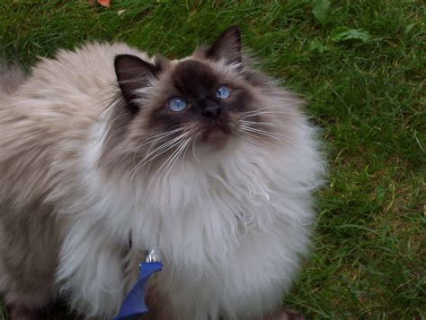 cat-breeds - R - Ragdoll - Page 16