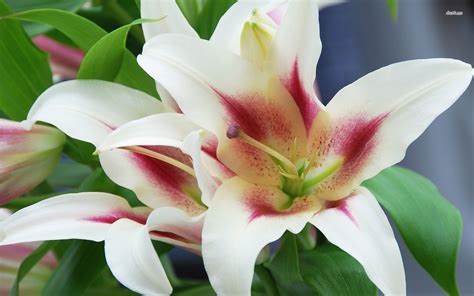 White Lilies Wallpaper - WallpaperSafari