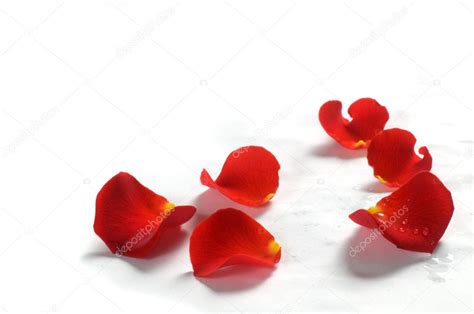 Rose petals on white background — Stock Photo © Photocreo #2029430