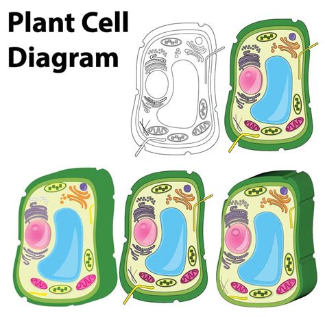 Plant Cell Diagram 37468287 Vector Art at Vecteezy