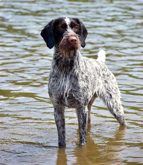 At What Age Is A German Wirehaired Pointer Full Grown