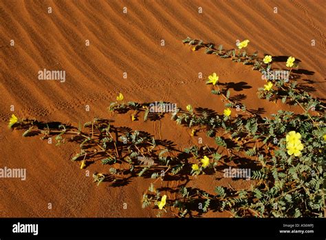 Namib desert bloom hi-res stock photography and images - Alamy