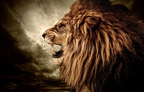 Angry lion stock photo. Image of creature, danger, animal - 32089422