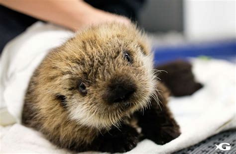 Two rescued baby sea otters find forever home at Georgia Aquarium - ABC ...