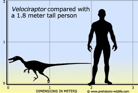 Imagen - Velociraptor size.jpg | Wiki Prehistórico | FANDOM powered by ...