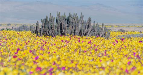 Desierto florido: What causes these rare flower blooms in the world’s ...